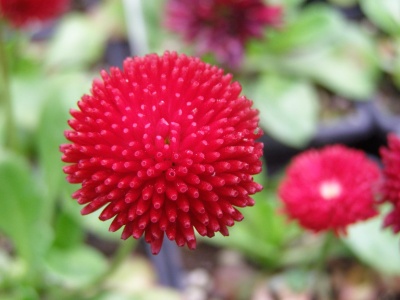 Bellis perennis 'Bob's Big Red'